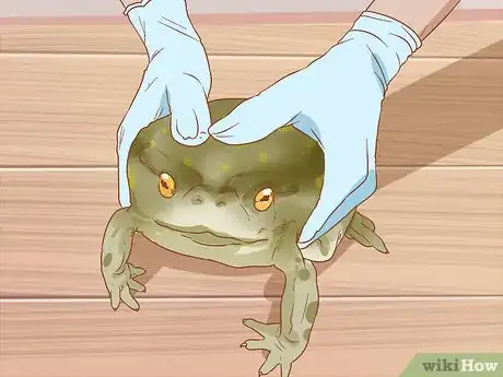 Image titled Bathe Your Frog Step 8