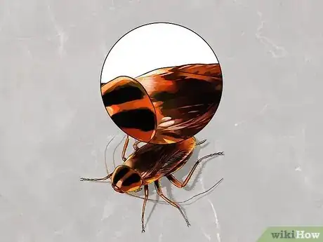 Image titled Identify a Cockroach Step 3