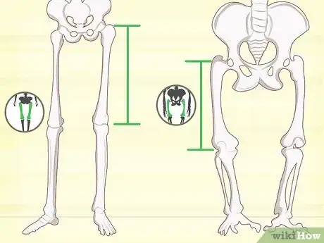 Image titled Identify Human Bones Step 11