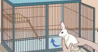Pet a Rabbit