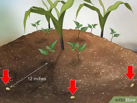 Image titled Plant the Three Sisters Step 14