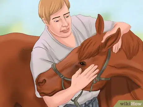 Image titled Get Your Horse to Trust and Respect You Step 14