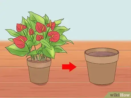 Image titled Grow Anthurium Plants Step 8