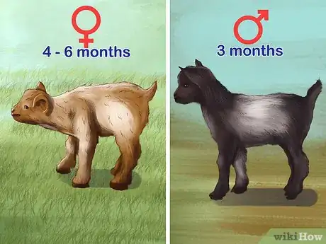 Image titled Raise Nigerian Dwarf Goats Step 15