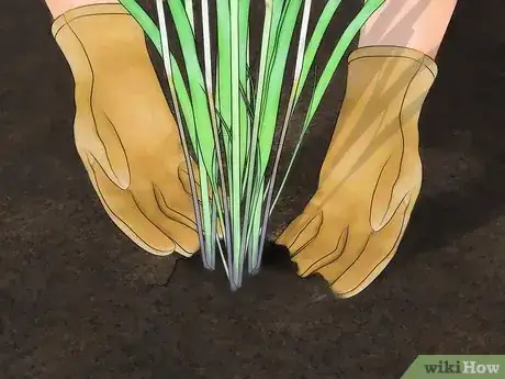 Image titled Use Plants to Keep Mosquitoes Away Step 1