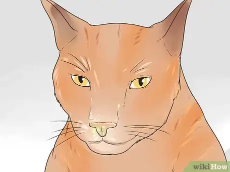 Image titled Help Your Cat Breathe Easier Step 1