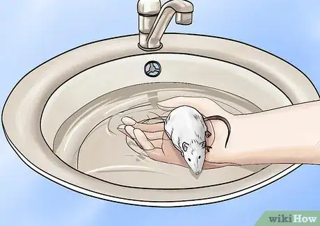 Image titled Bathe Your Pet Rat Step 7