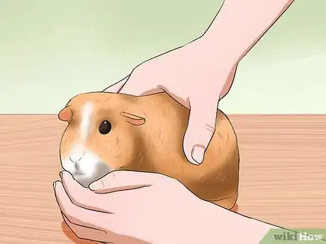 Image titled Tell if Your Guinea Pig Is Pregnant Step 4