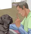 Make Your Labrador Retriever Happier