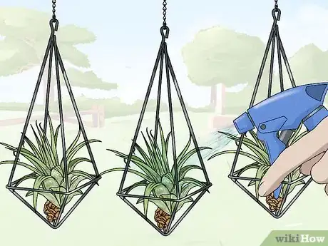 Image titled Propagate Air Plants Step 12