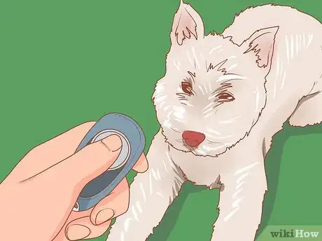 Image titled Take Care of a West Highland White Terrier Step 11