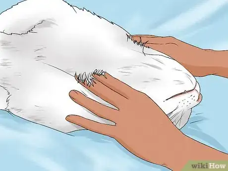 Image titled Give Your Cat a Massage Step 1