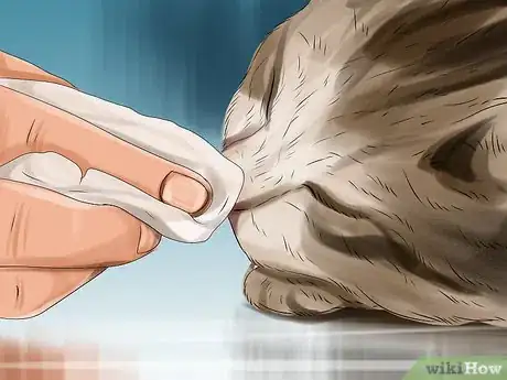 Image titled Encourage Your Cat to Eat Step 4