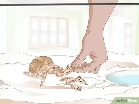 Image titled Care for Molting Hermit Crabs Step 20