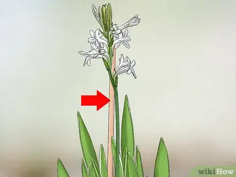 Image titled Grow Tuberose Step 10