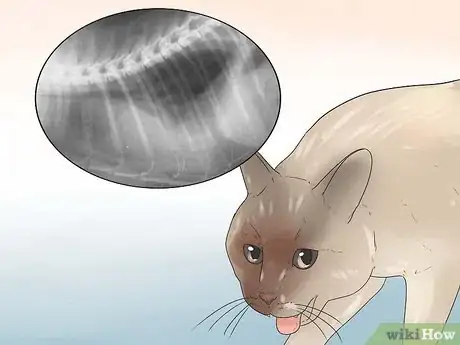 Image titled Help Your Cat Breathe Easier Step 19