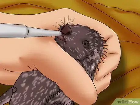 Image titled Care for a Baby Hedgehog Step 19