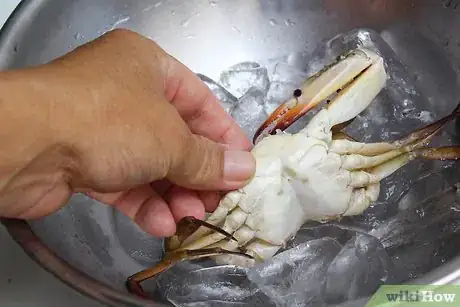 Image titled Prepare Soft Shell Crabs Step 5