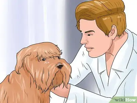 Image titled Be a Good Dog Owner Step 9