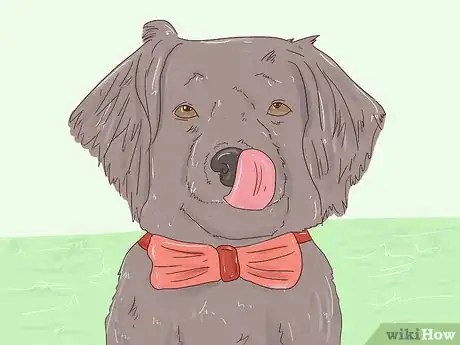 Image titled Make a Dog Bow Tie Step 20