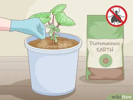 Image titled Grow Okra in Pots Step 10