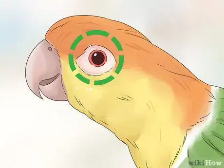 Image titled Choose a Caique Parrot Step 13