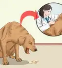 Keep a Dog From Throwing Up