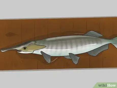 Image titled Catch Paddlefish Step 11.jpeg