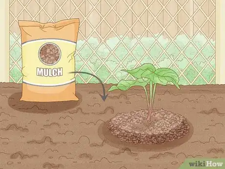 Image titled Grow Sweet Potatoes Step 15