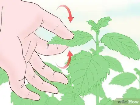 Image titled Touch Nettles Without Stinging Yourself Step 6