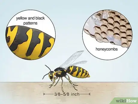 Image titled Identify Wasps Step 1