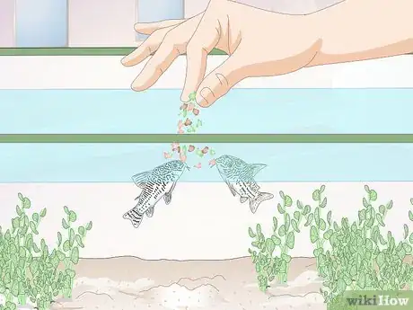 Image titled Care for Corydoras Step 5