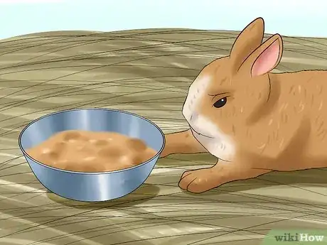 Image titled Prevent Gastrointestinal Stasis in Rabbits Step 10