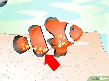 Image titled Tell if Your Fish Is Sick Step 10