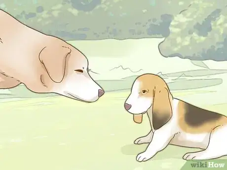 Image titled Raise a Basset Hound Step 8