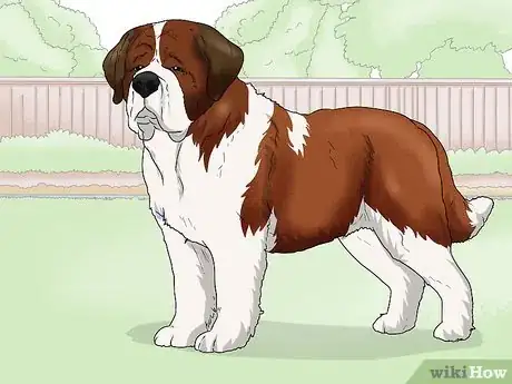 Image titled Identify a Saint Bernard Step 9