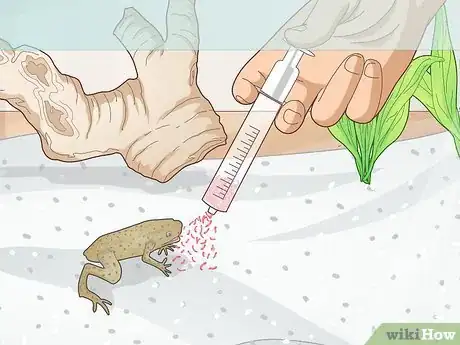 Image titled Add a Frog to a Fish Tank Step 6