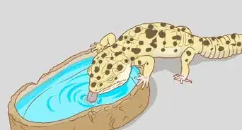 Hand Feed a Blind Leopard Gecko