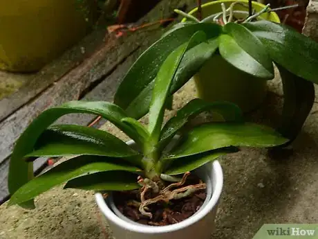Image titled Repot an Orchid Step 1