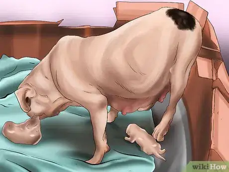 Image titled Breed French Bulldogs Step 7