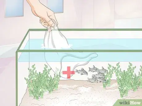 Image titled Care for Corydoras Step 6