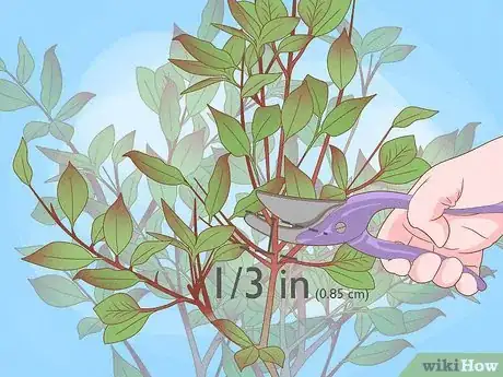 Image titled Prune Red Robin Step 2