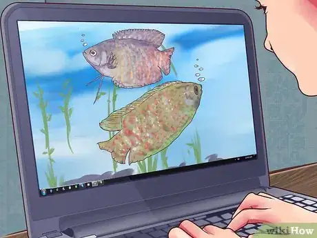 Image titled Breed Gouramis Step 1