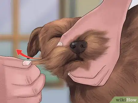 Image titled Groom a Border Terrier Step 20