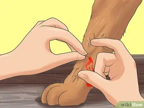 Image titled Treat Liver Failure in Dogs Step 21