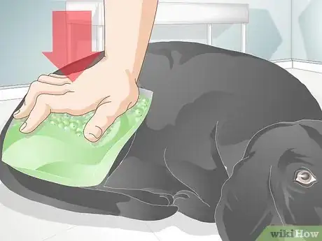 Image titled Take Care of an Injured Dog Step 11