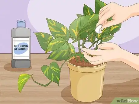 Image titled Repot Pothos Step 13