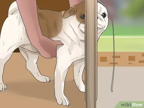 Image titled Train Your Dog to Use a Dog Door Step 15