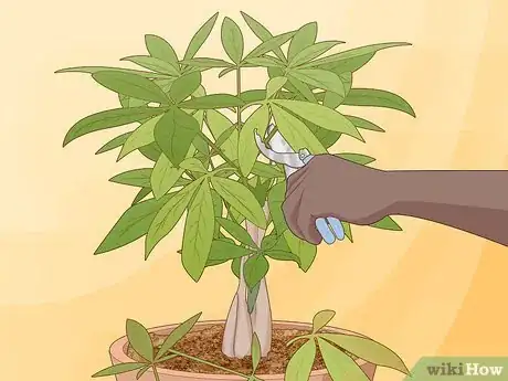 Image titled Plant Money Trees Step 19