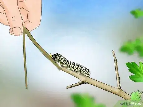 Image titled Take Care of a Caterpillar Until It Turns Into a Butterfly or Moth Step 6